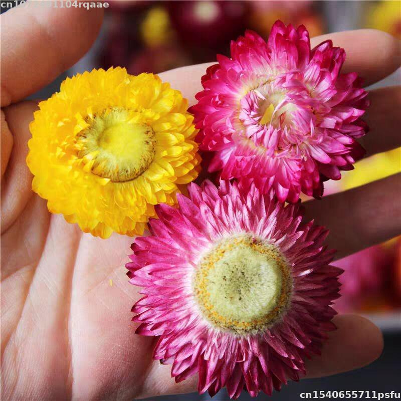 100% Natural Dried Flowers Bra - огляд і ціна Candle Making Material Wholesale