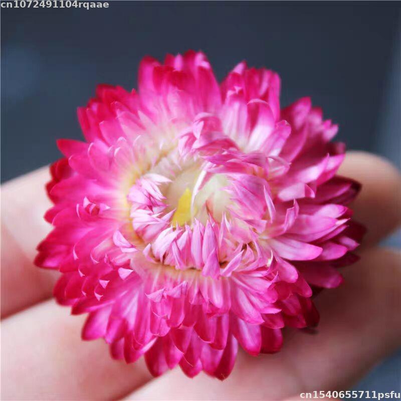 100% Natural Dried Flowers Bra - огляд і ціна Candle Making Material Wholesale